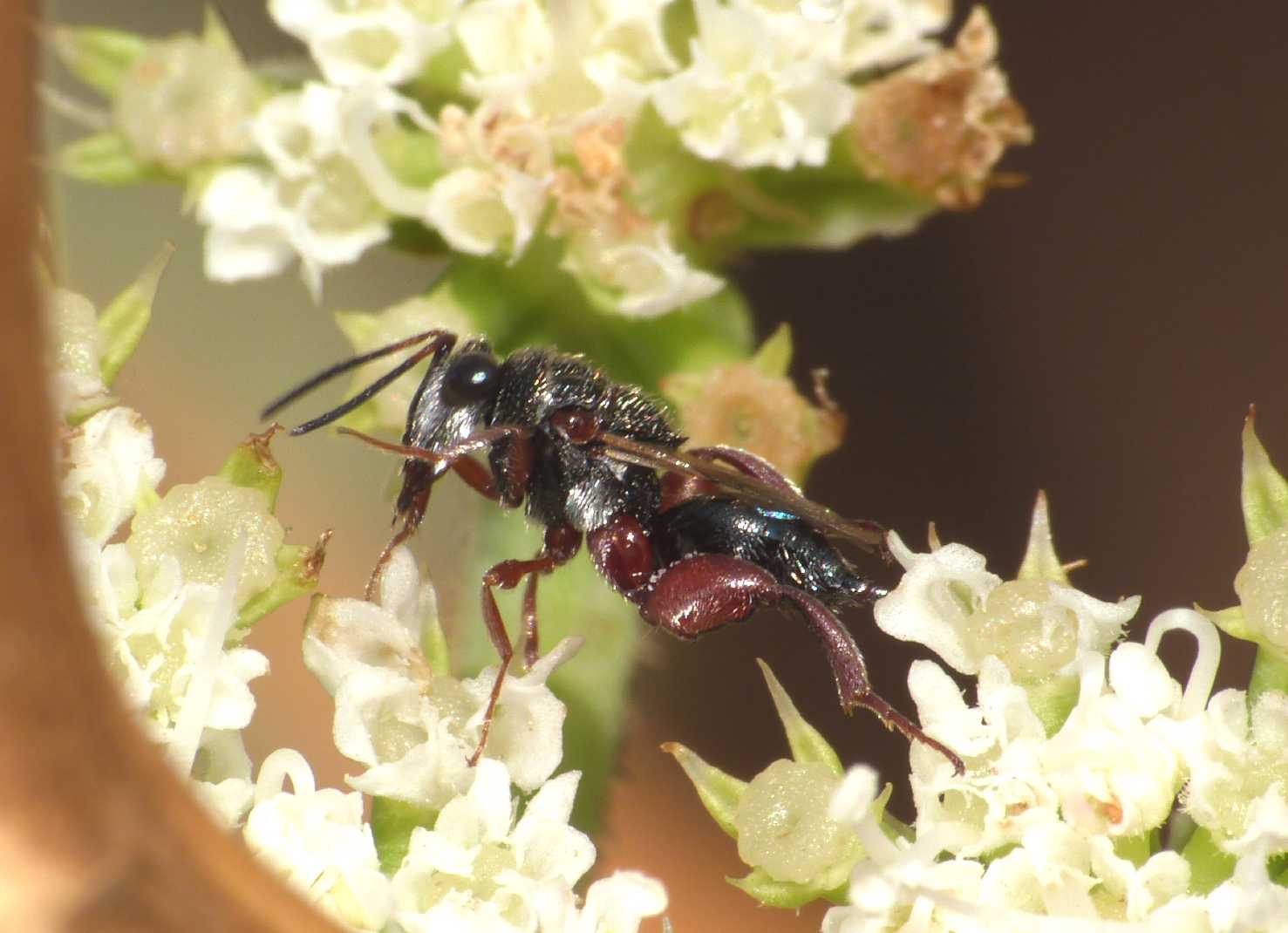 Piccolissimo imenottero (Chalcididae)